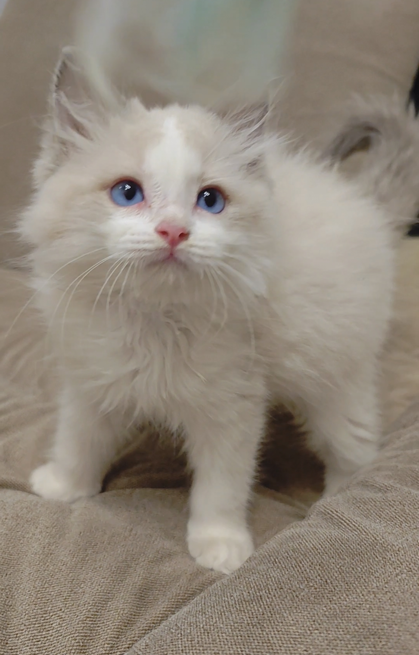 蓝双布偶猫弟弟